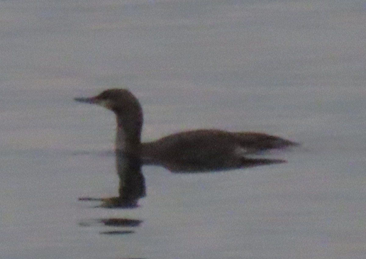 Red-throated Loon - ML645578963