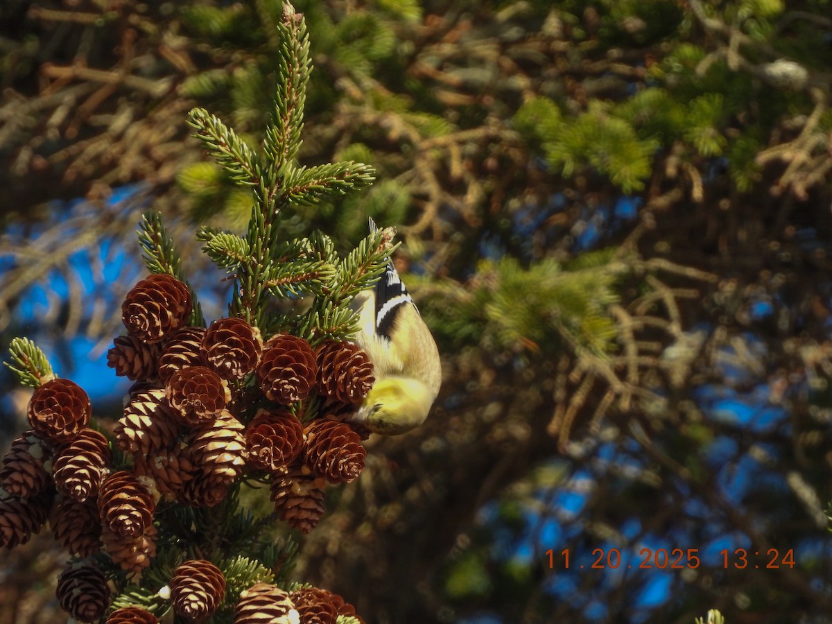 gulstillits - ML645578966