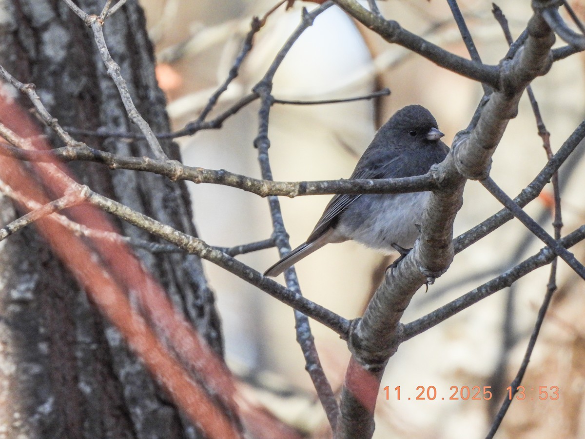 vinterjunko - ML645578971