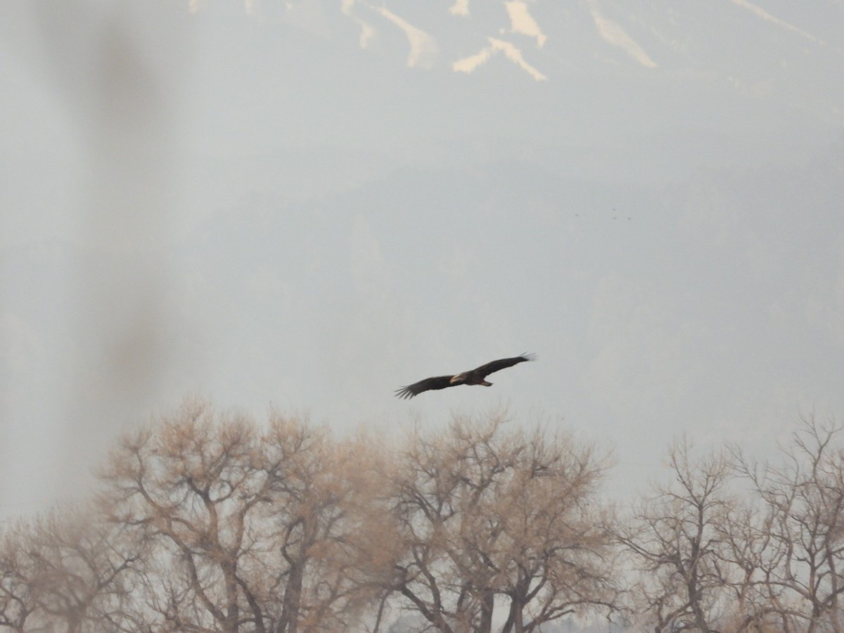 Bald Eagle - ML645578973