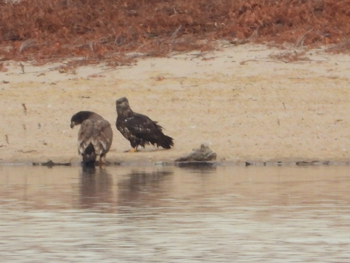 Bald Eagle - ML645578974