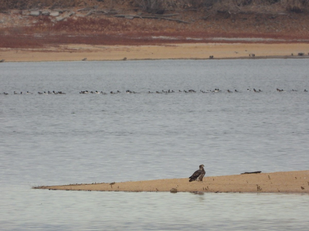 Bald Eagle - ML645578975