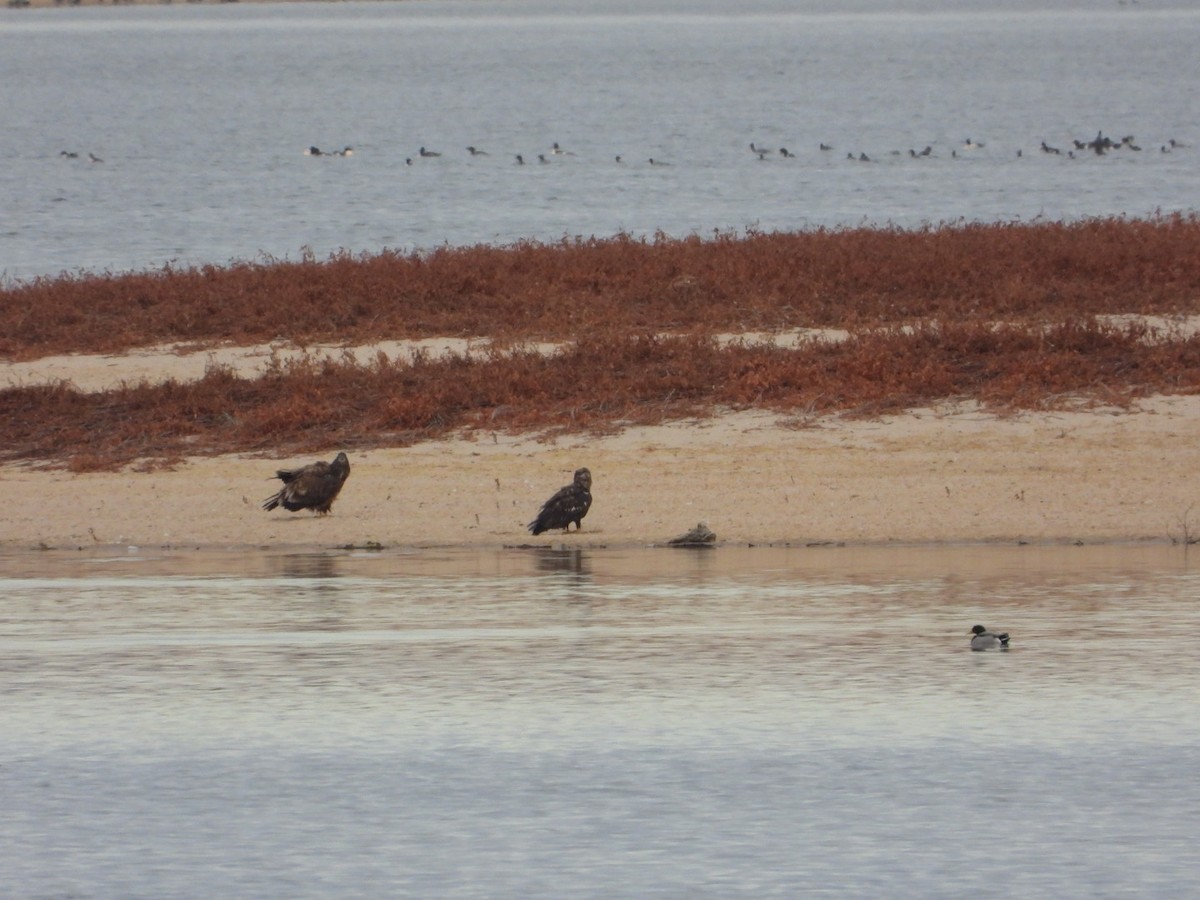 Bald Eagle - ML645578976