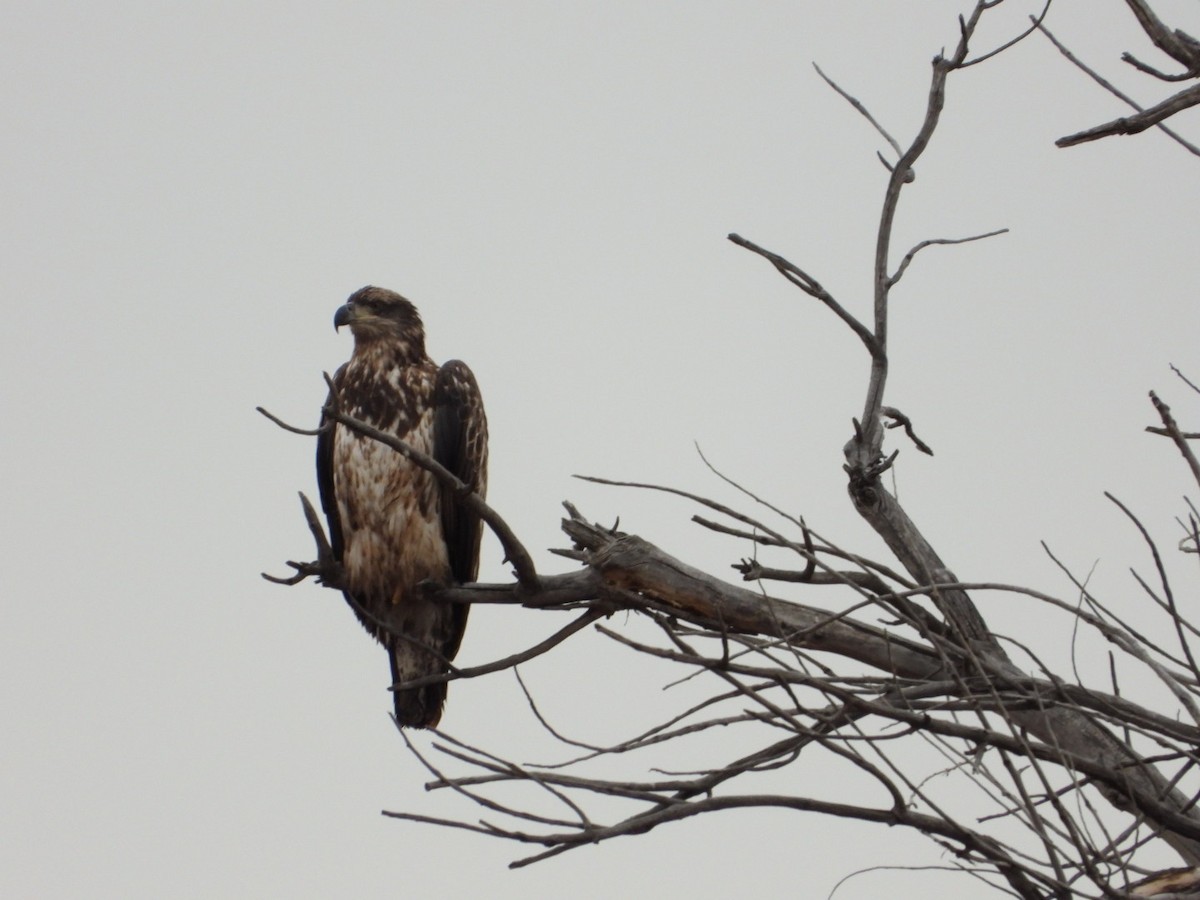 Bald Eagle - ML645578977
