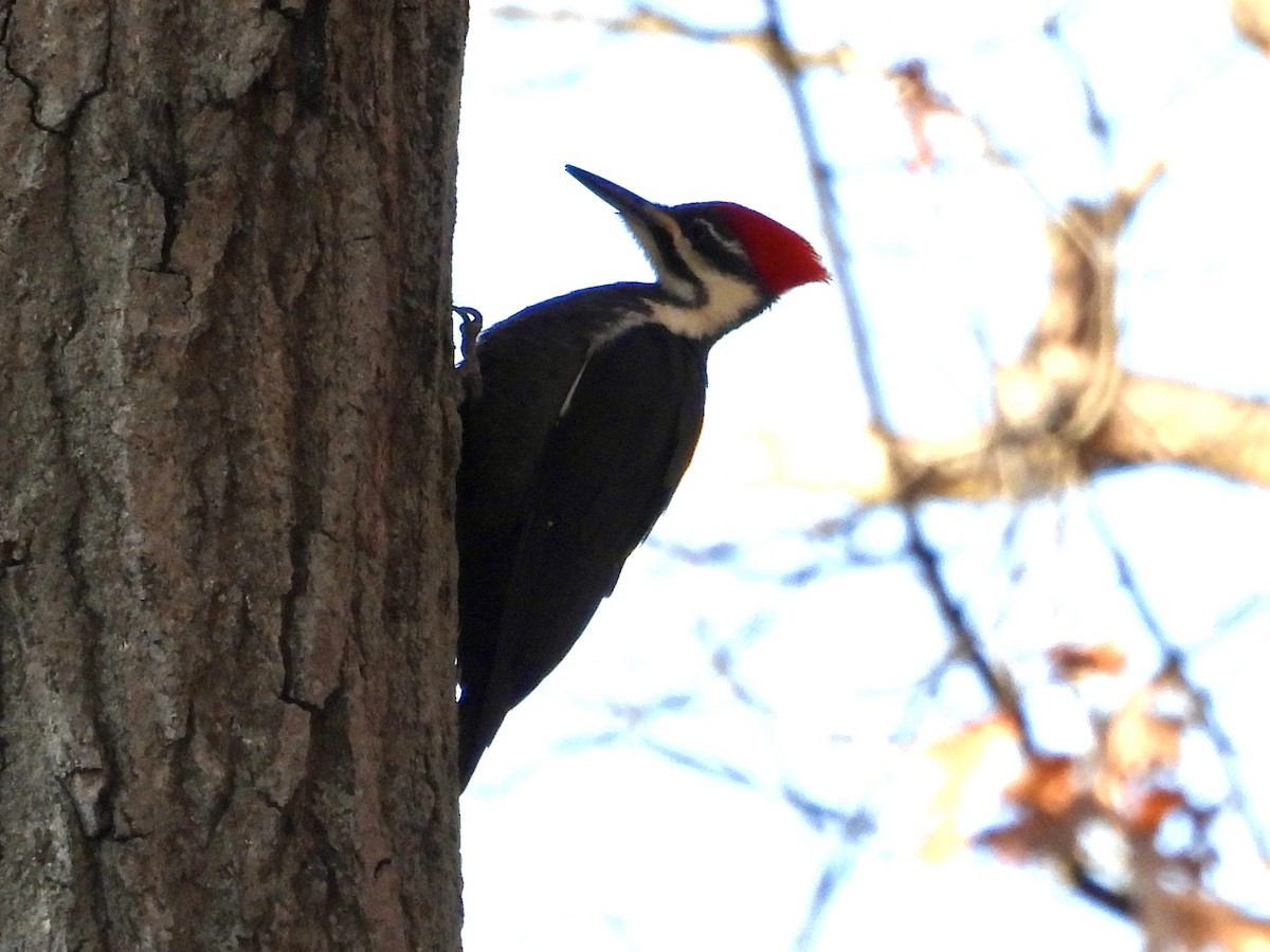 Pileated Woodpecker - ML645578978