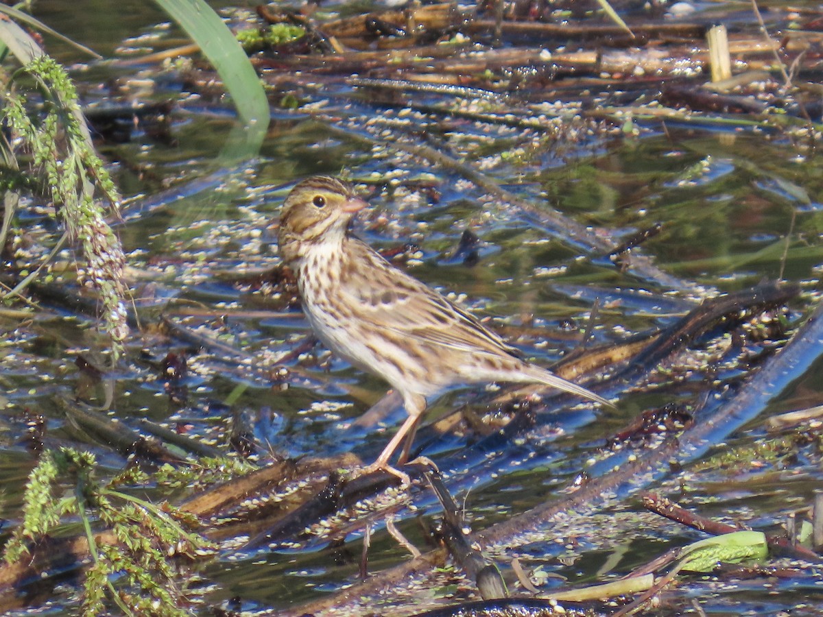 Savannah Sparrow - ML645578981