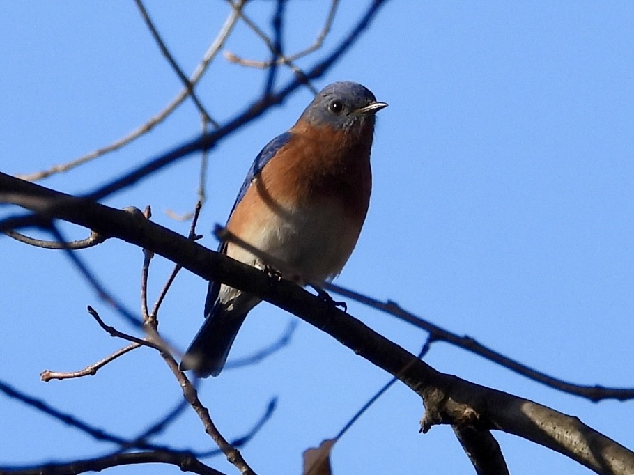 Eastern Bluebird - ML645578991