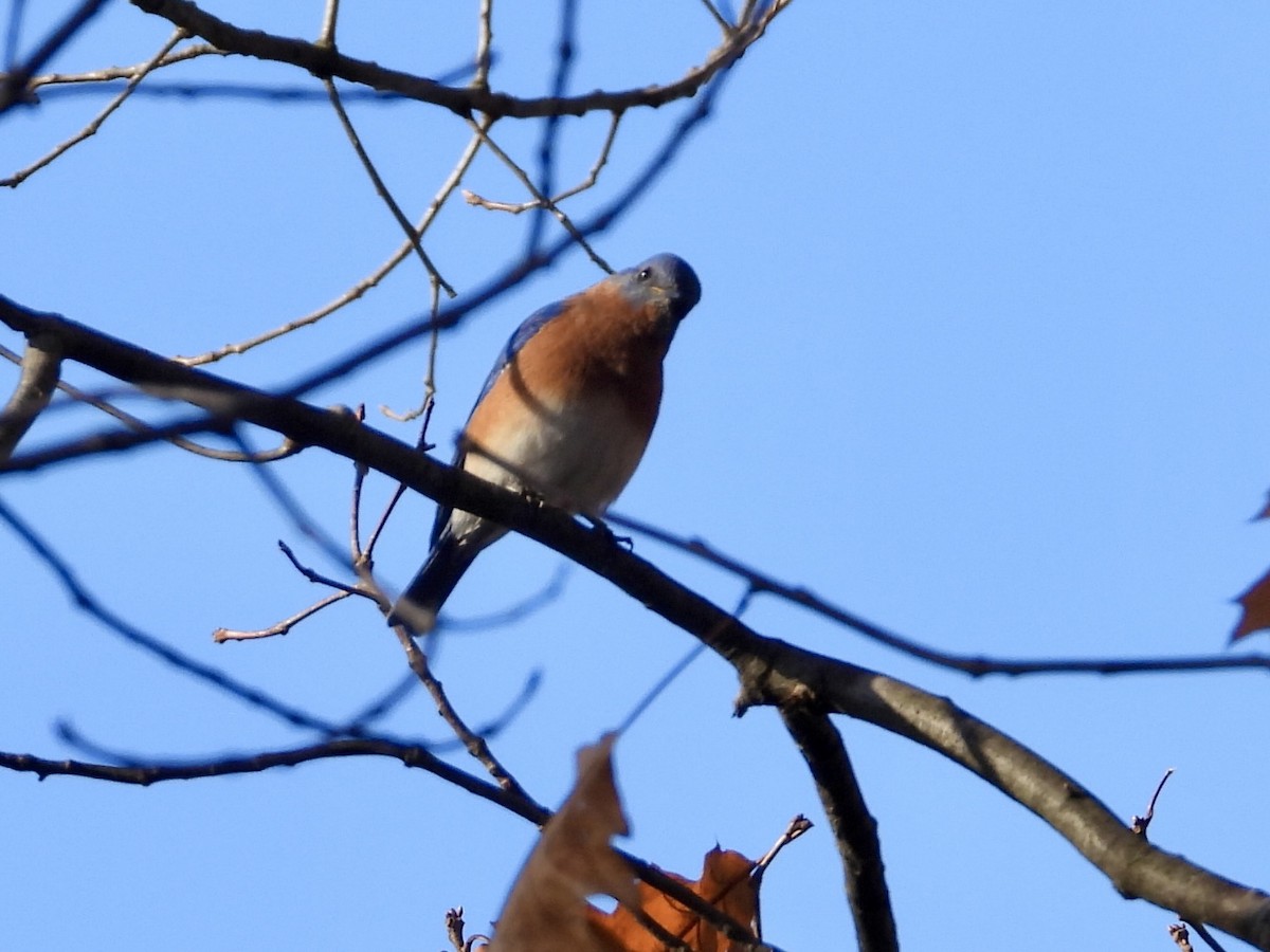 Eastern Bluebird - ML645578992