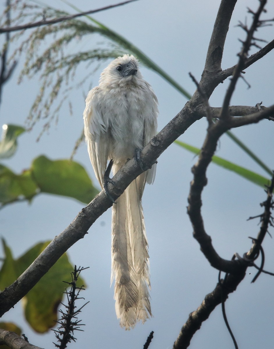 Groove-billed Ani - ML645578996