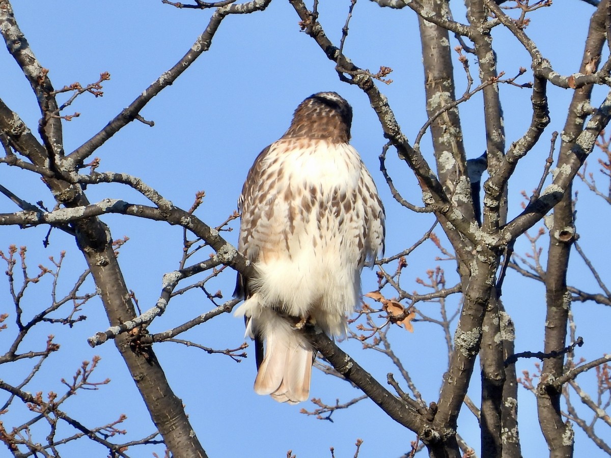 Red-tailed Hawk - ML645579001