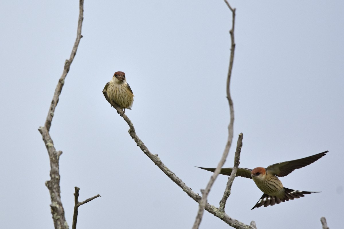Greater Striped Swallow - ML645579007