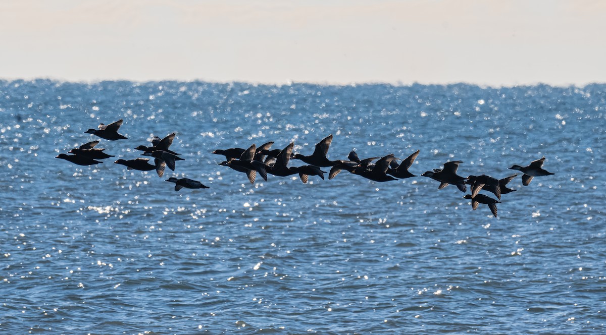 amerikasvartand - ML645579020