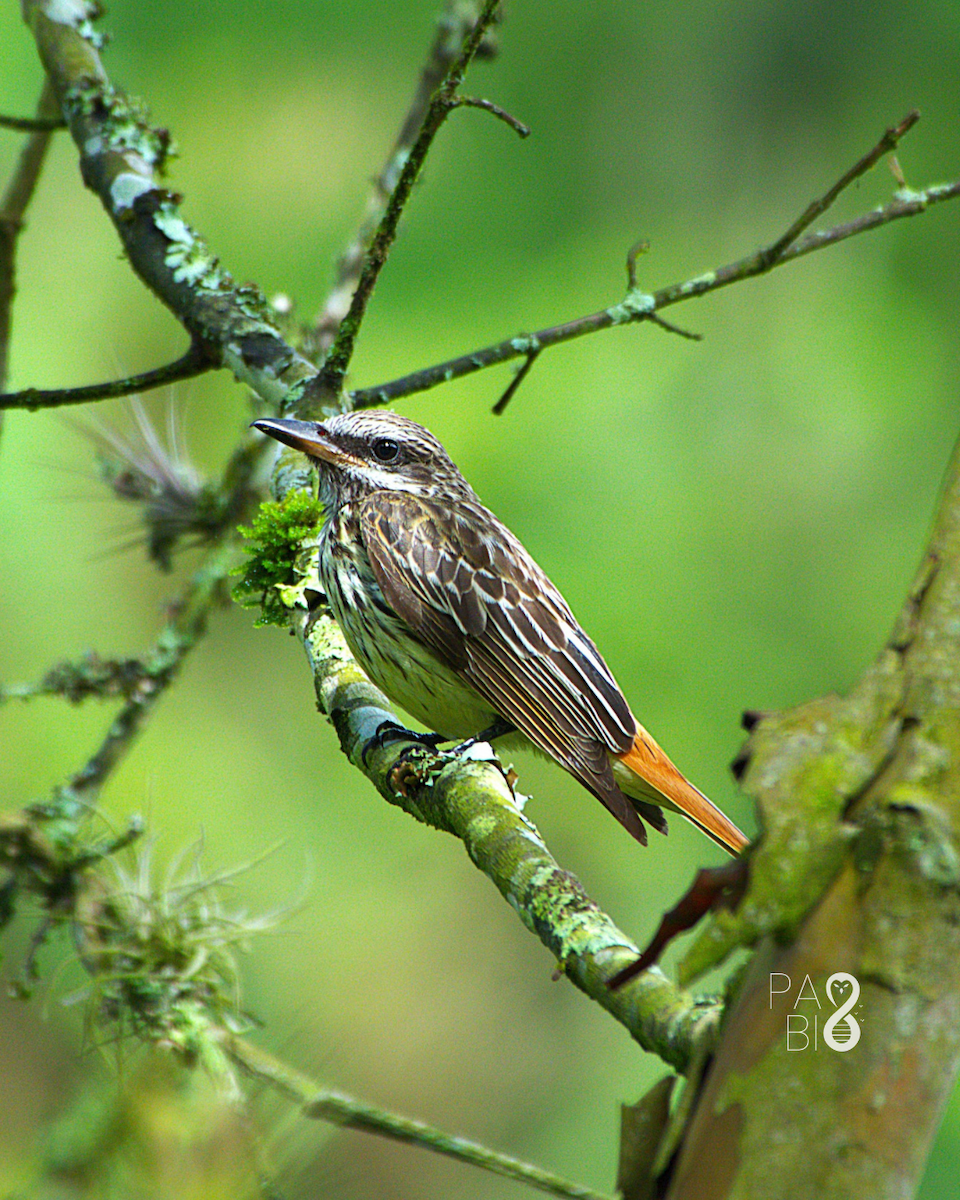 Sulphur-bellied Flycatcher - ML645579022