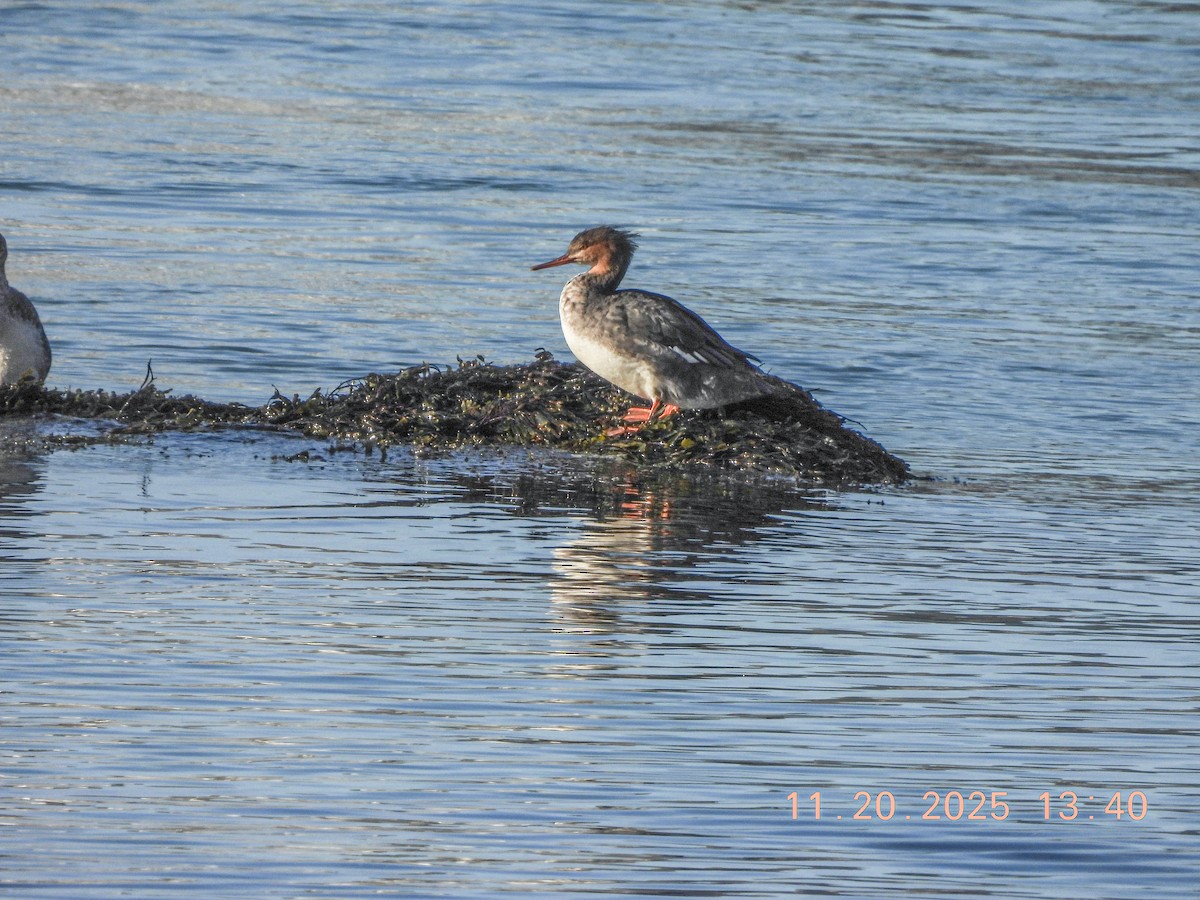 siland - ML645579025