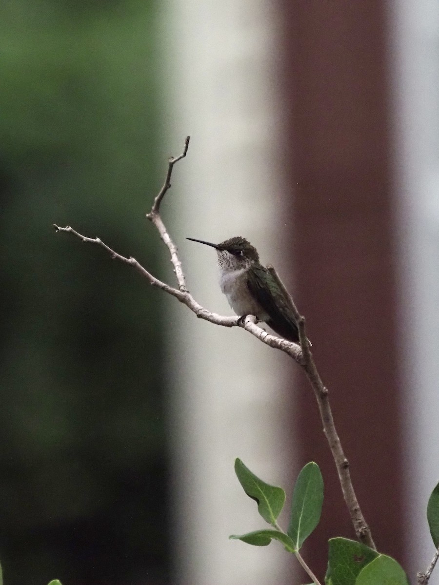 Колібрі рубіновогорлий - ML645579039