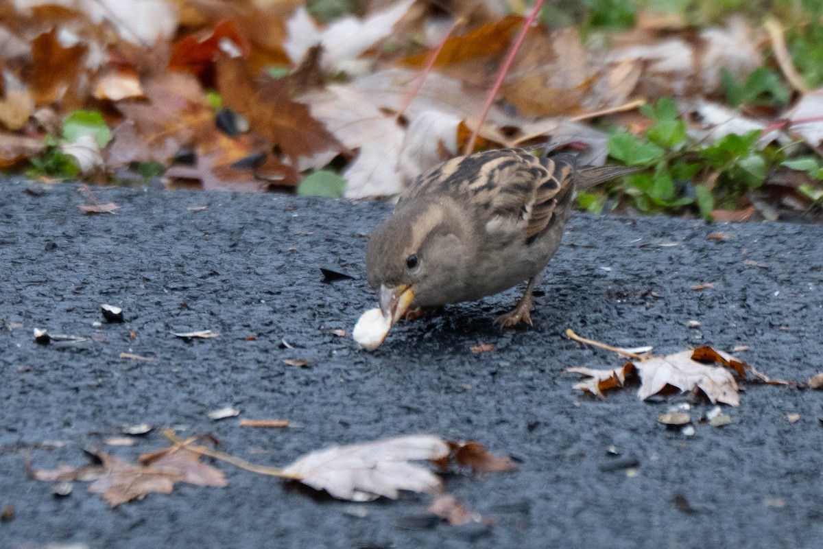 דרור הבית - ML645579043