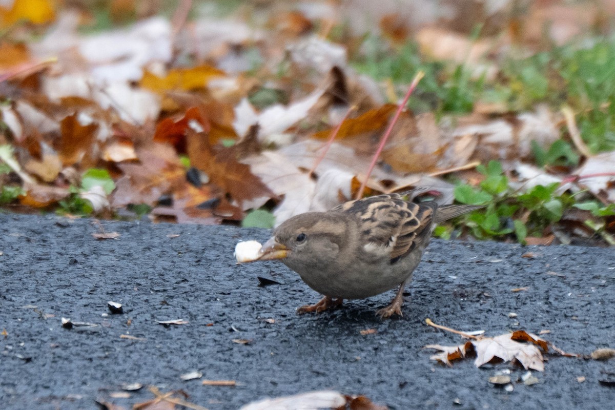 דרור הבית - ML645579044