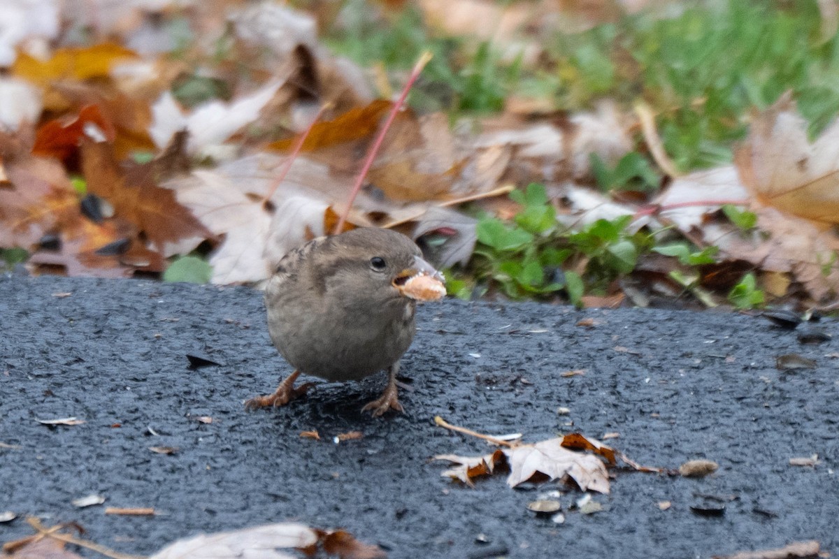 דרור הבית - ML645579046