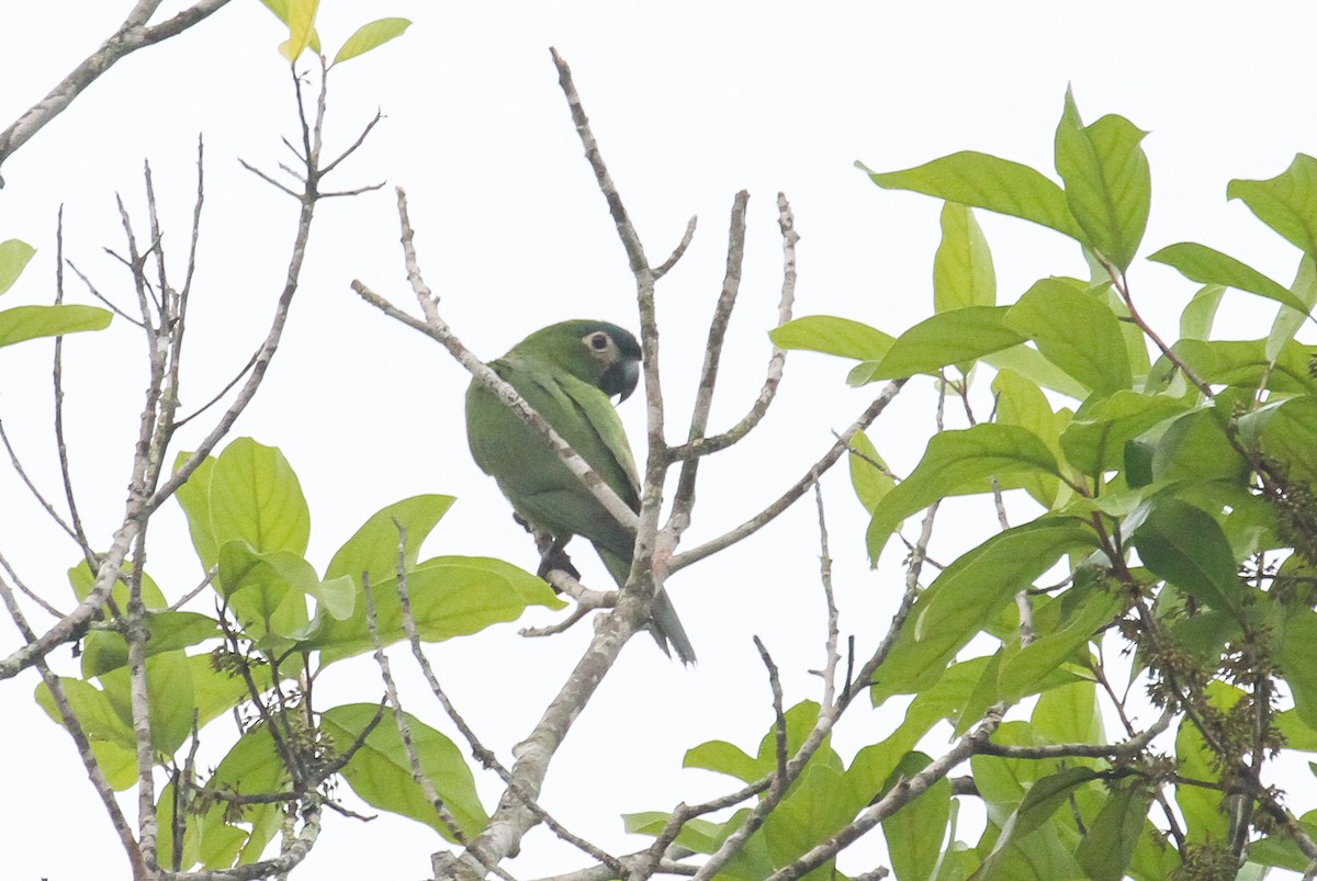 Red-shouldered Macaw - ML645579052