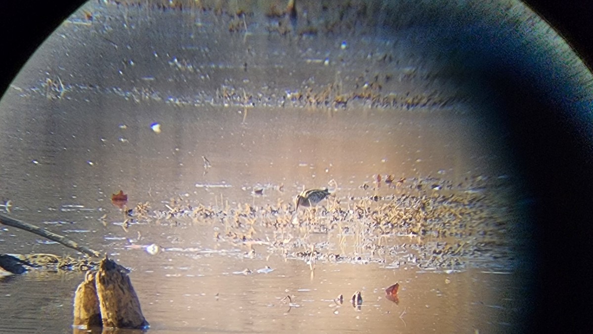 Wilson's Snipe - ML645579053