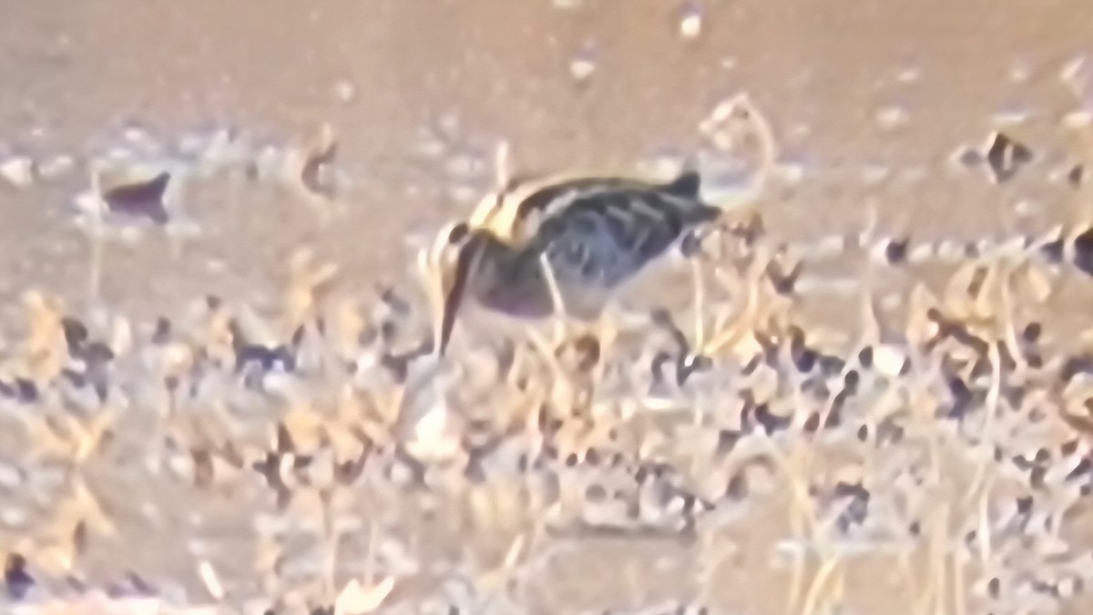 Wilson's Snipe - ML645579054