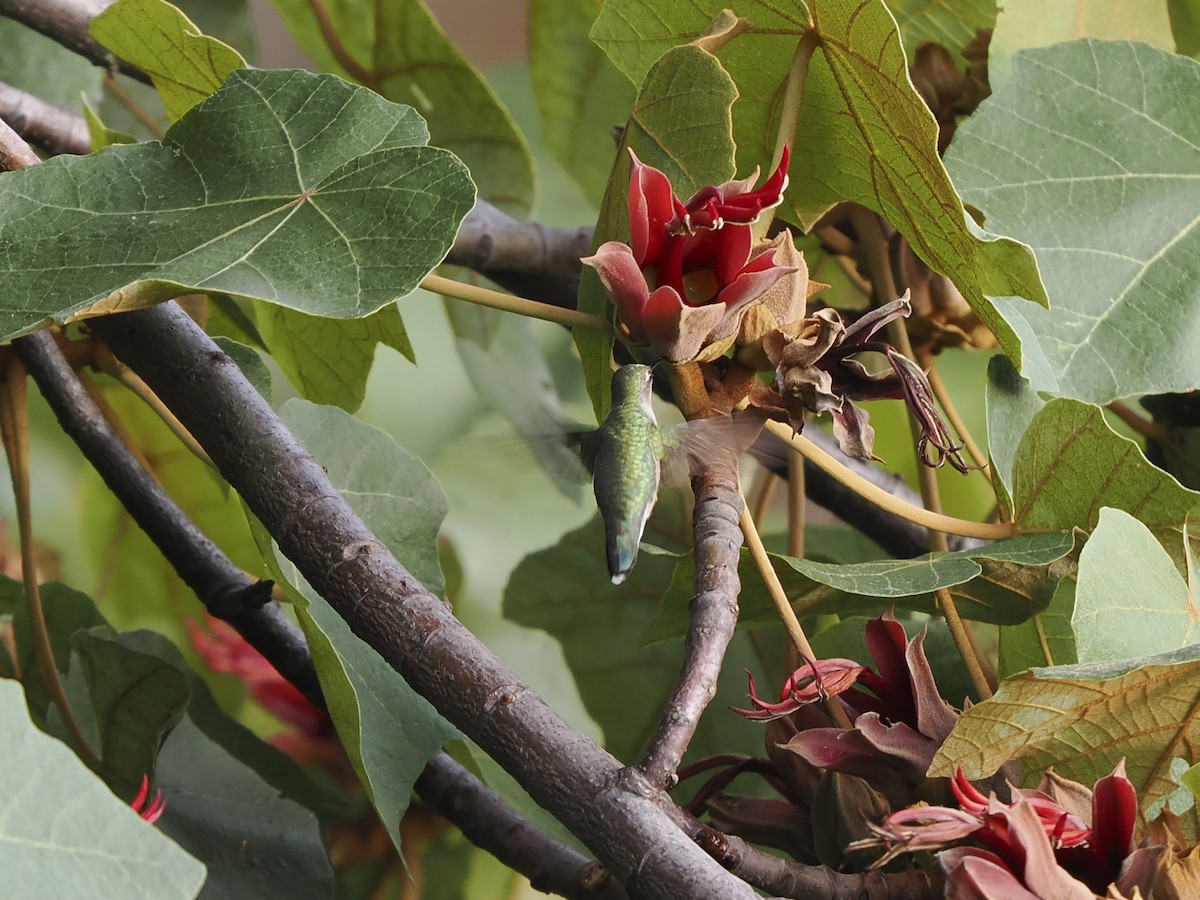 Колібрі рубіновогорлий - ML645579061