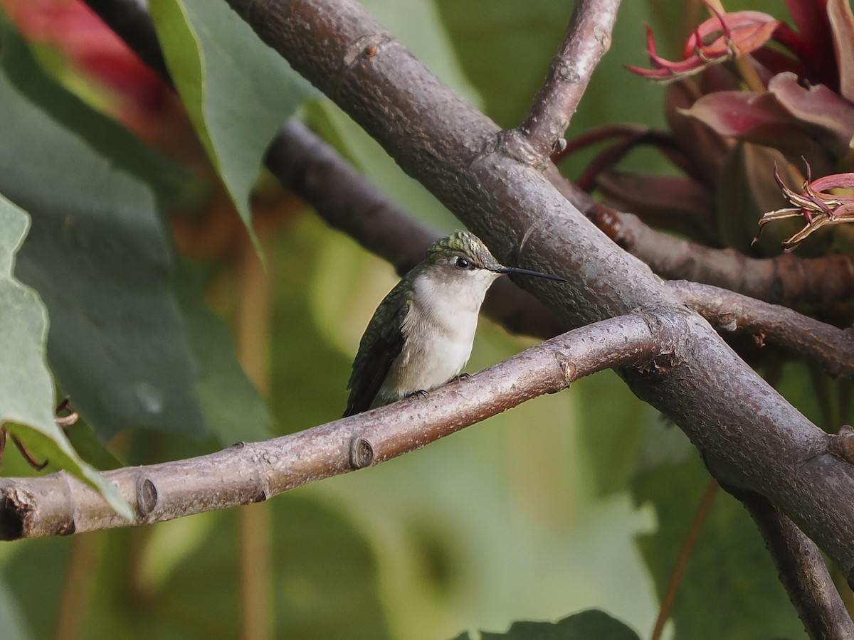 Колібрі рубіновогорлий - ML645579066