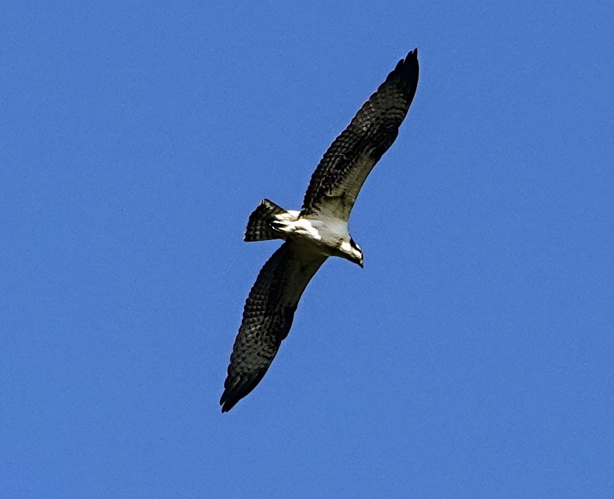 Osprey - ML645579073