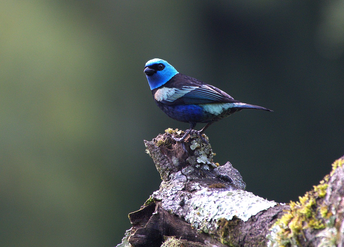 Blue-necked Tanager - ML645579074