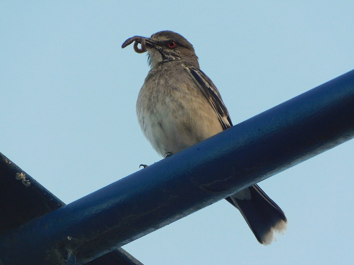 Gray Monjita - ML645579080