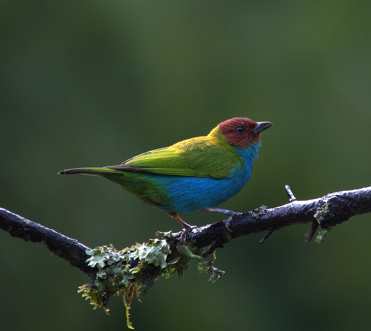 Calliste rouverdin - ML645579084