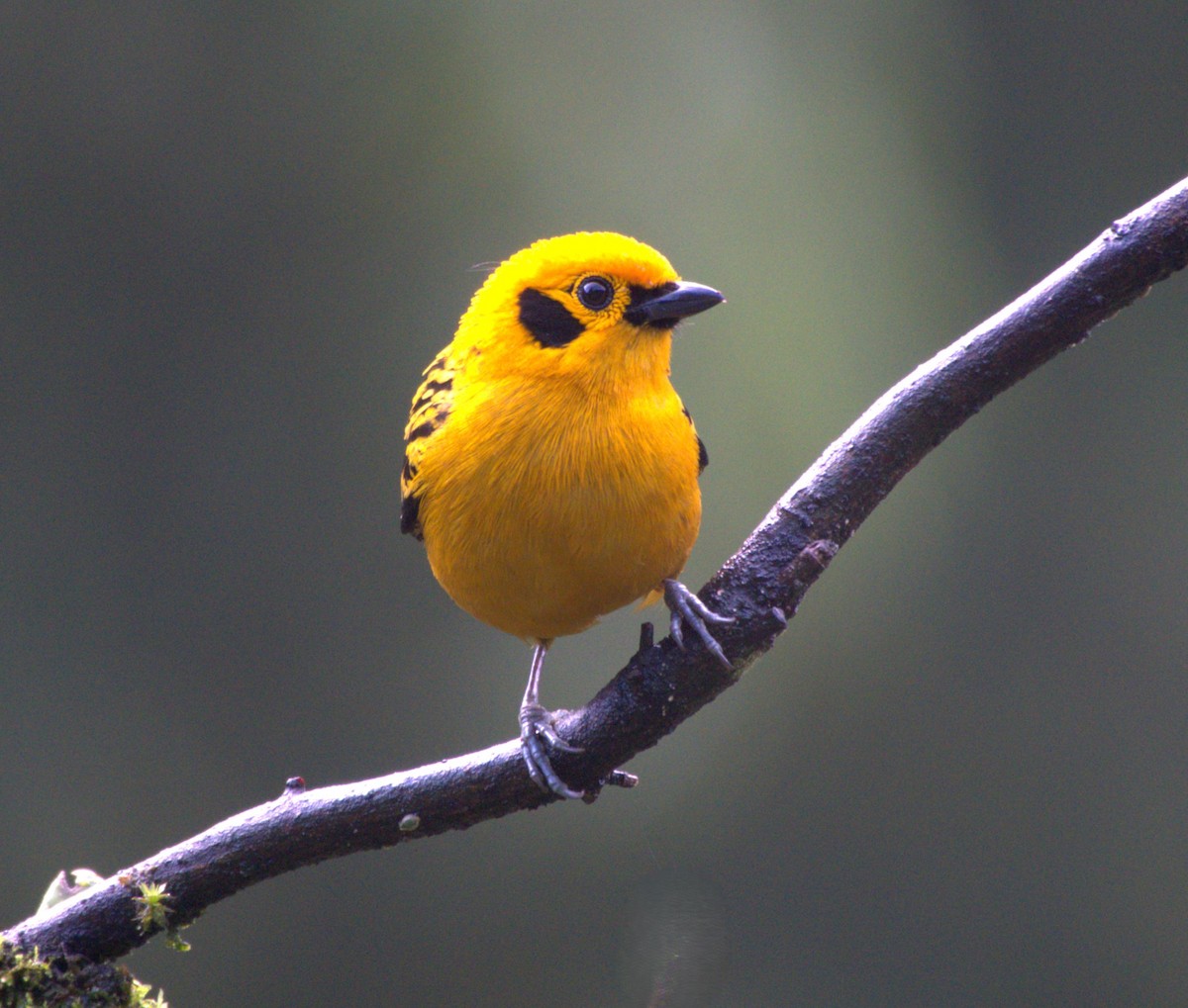 Golden Tanager - ML645579087