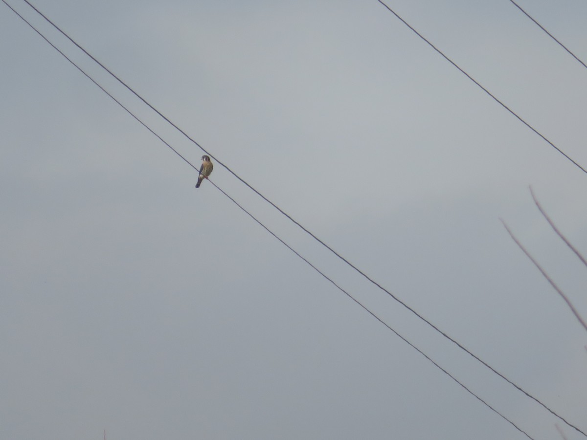American Kestrel - ML645579095