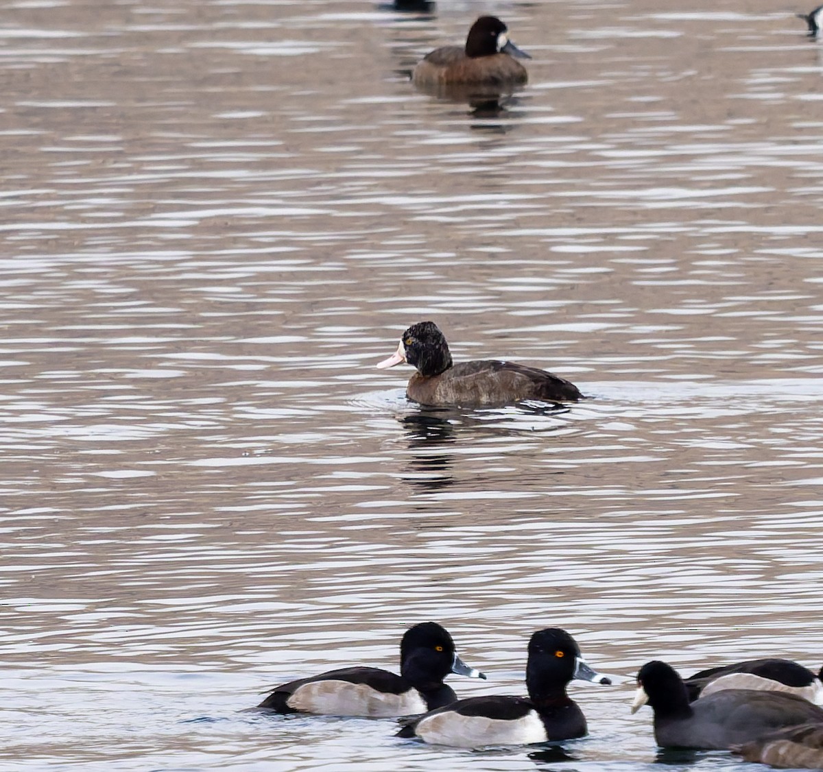Lesser Scaup - ML645579099