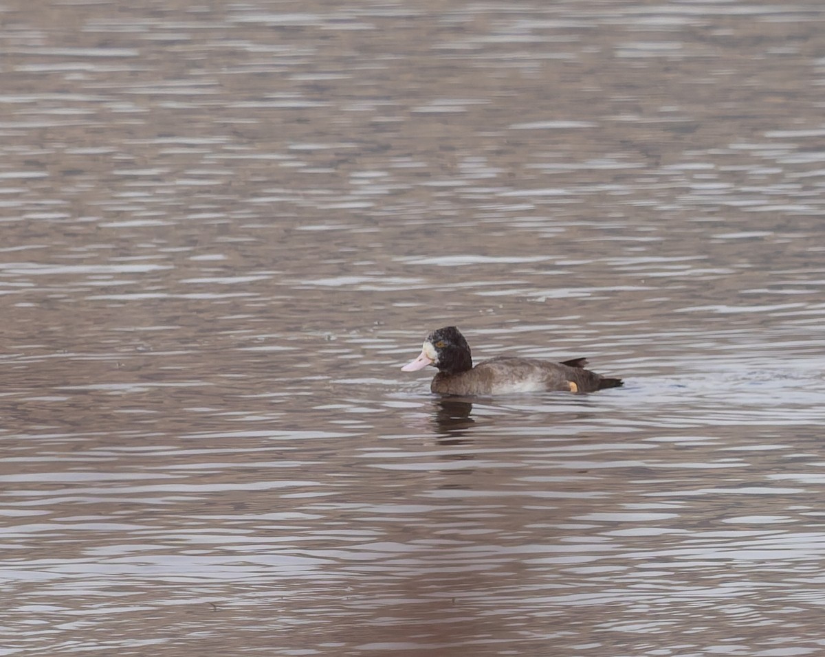 Lesser Scaup - ML645579100