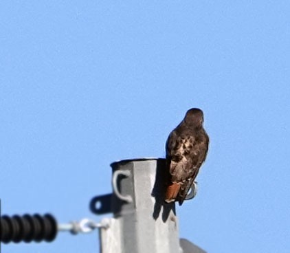 Red-tailed Hawk - ML645579101