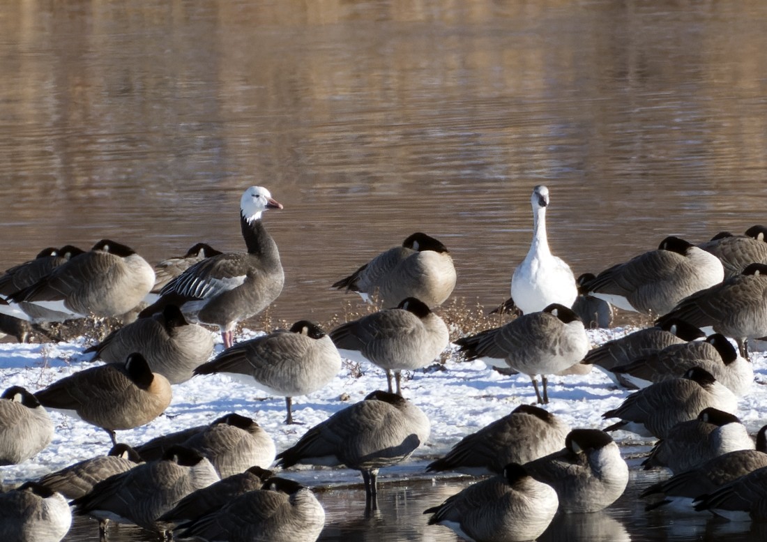 husa sněžní - ML645579102