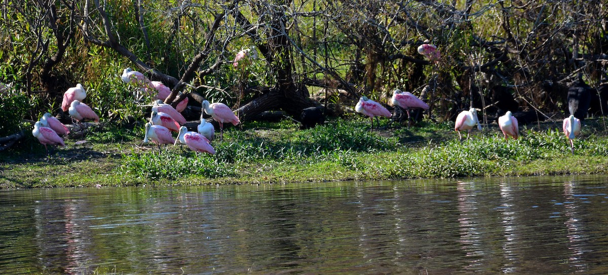 Rosalöffler - ML645579110