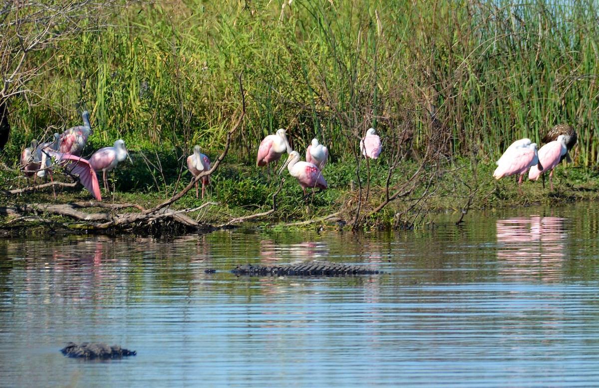 Rosalöffler - ML645579113