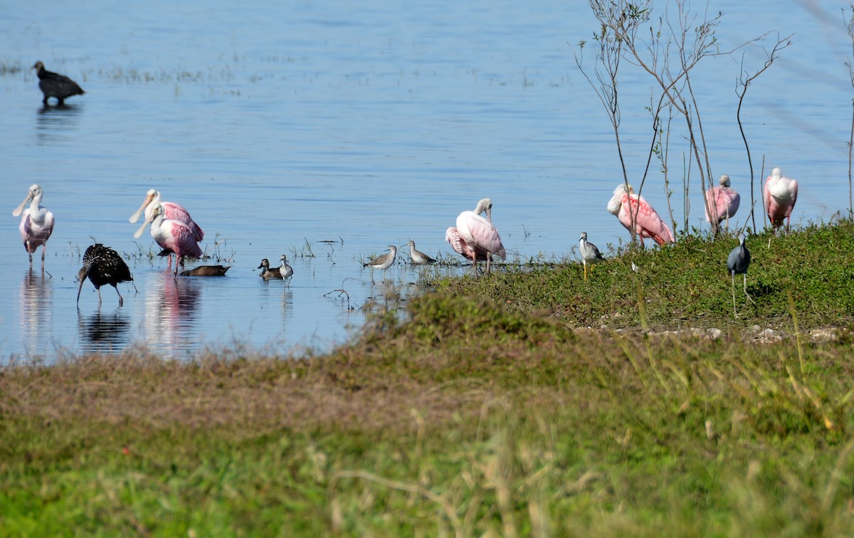 Rosalöffler - ML645579115