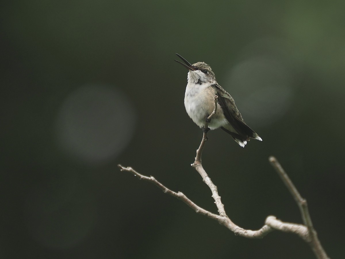 Колібрі рубіновогорлий - ML645579116