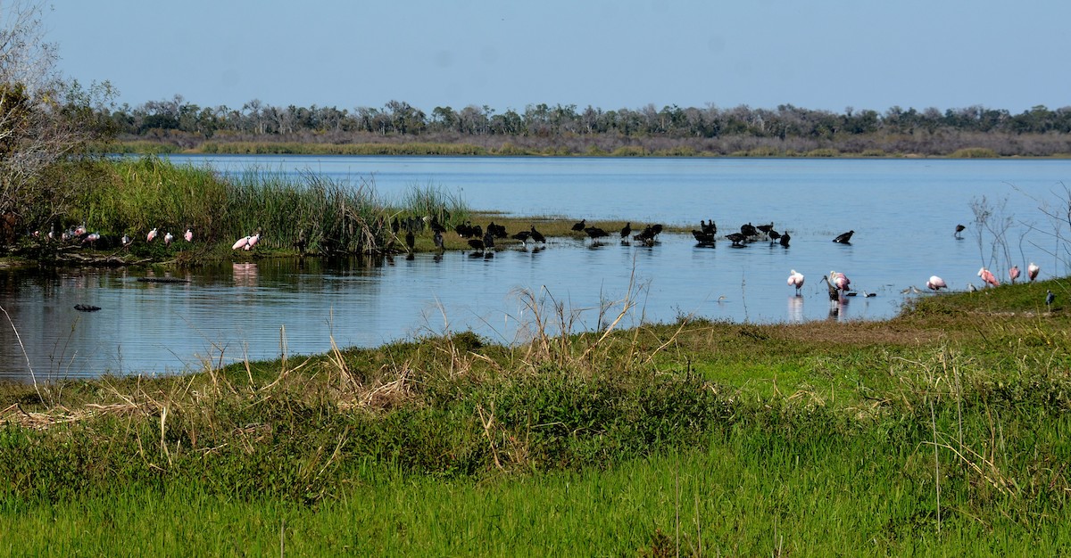 Rosalöffler - ML645579118