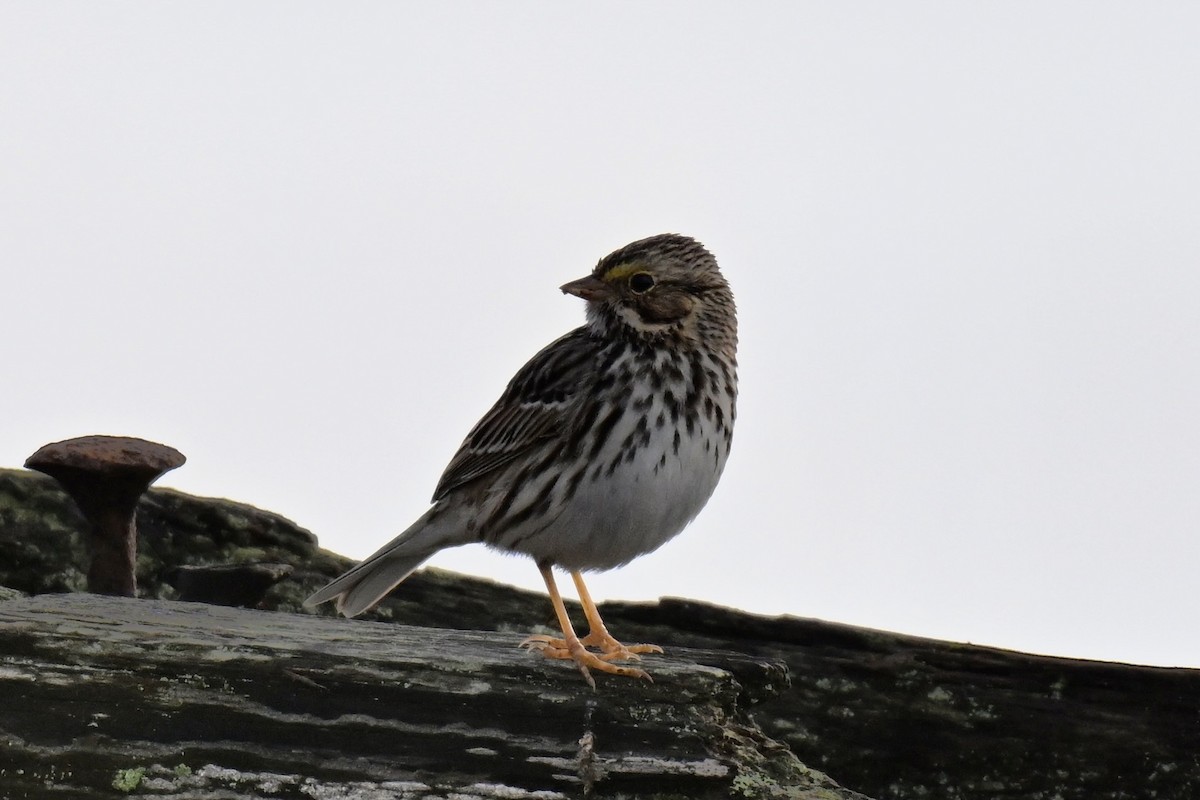 Savannah Sparrow - ML645579121