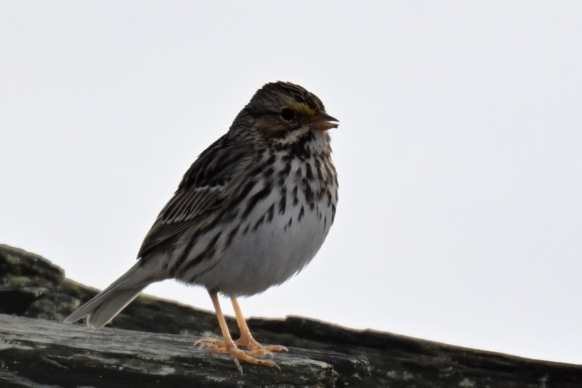 Savannah Sparrow - ML645579128