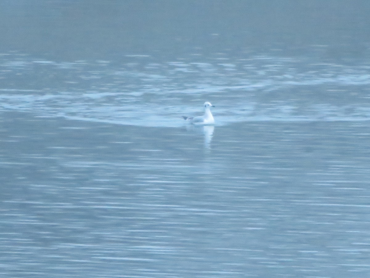 Bonaparte's Gull - ML645579129