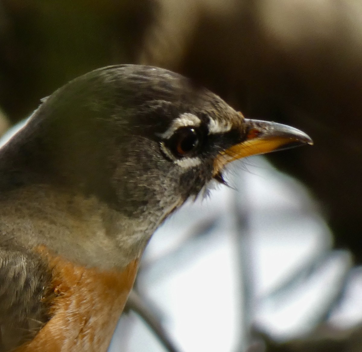 American Robin - ML645579131
