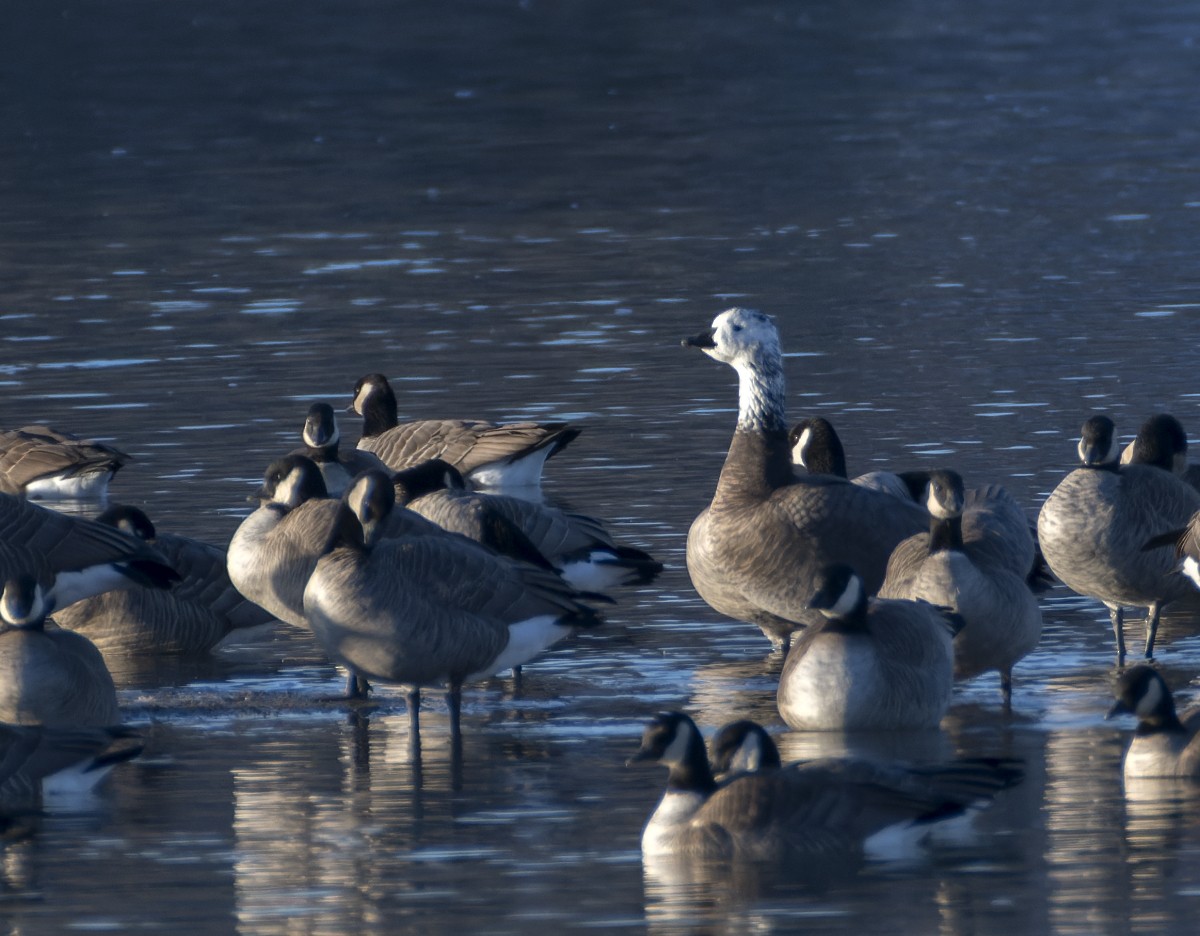 husa sněžní x berneška velká (hybrid) - ML645579134