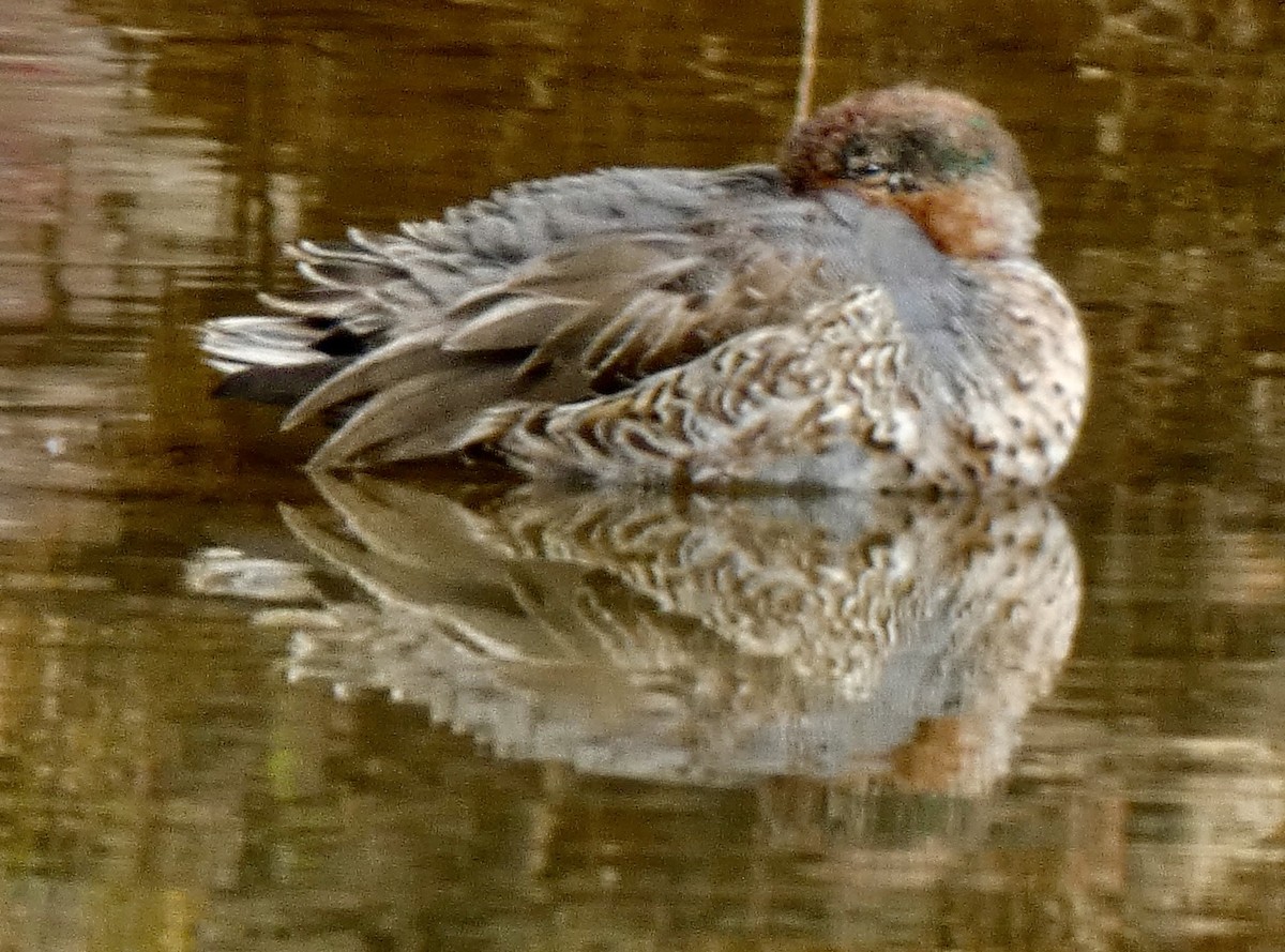 小水鴨 - ML645579137