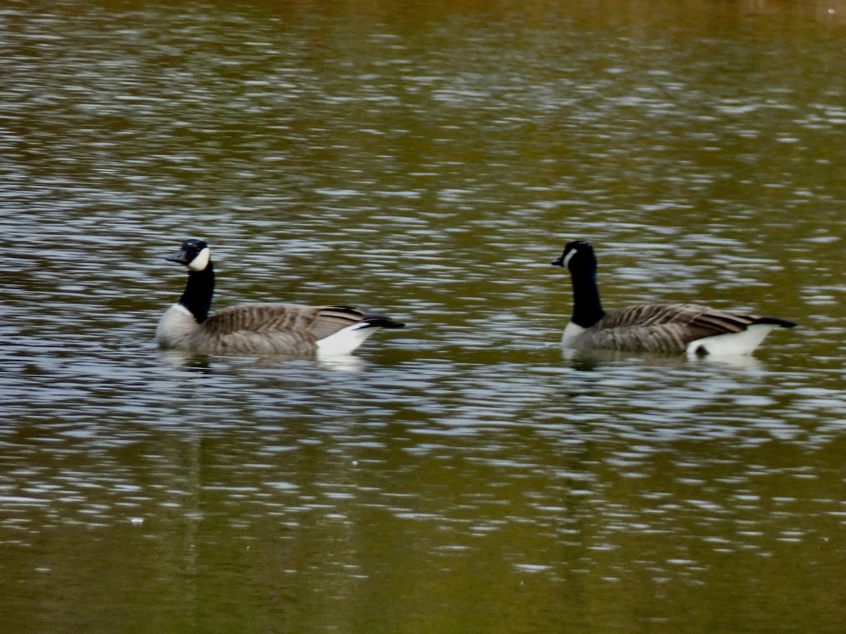 Canada Goose - ML645579141