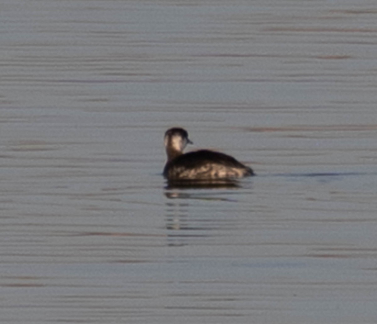 Horned Grebe - ML645579144